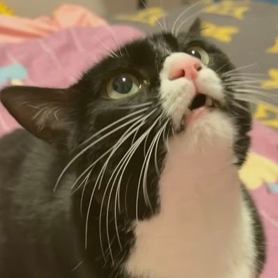 香辣折耳根月饼's profile picture