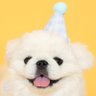 賢犬ちゃむちゃむ's profile picture
