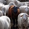 Фото профиля the Black Sheep