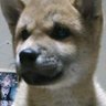 クッキー's profile picture