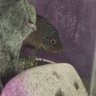 TheFishGuyJeff's profile picture