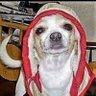 Ivan Ojido's profile picture