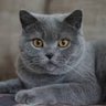 Фото профиля Romero