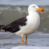 Фото профиля 8900Seagull