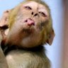 Coolest Ntshangase profil fotoğrafı