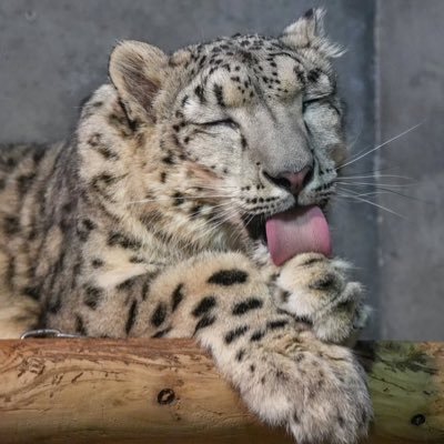 kitty :3's profile picture