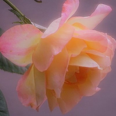 ASHAMBER4's profile picture