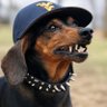 Profilbild von Mountaineer Underdog