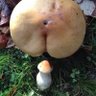 Rumpled Foreskin's profile picture
