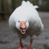 angrygooseproductions 的头像