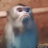 Tupi's profile picture