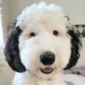 True Snoopy 的头像
