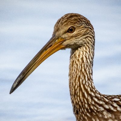 limpkin's profile picture