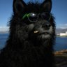 Wolf.Like.Me 的头像