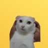 แด๊ดดี้ต้าวเบคเบค 🧚♀️'s profile picture