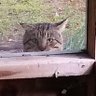 SouthernCat 的头像