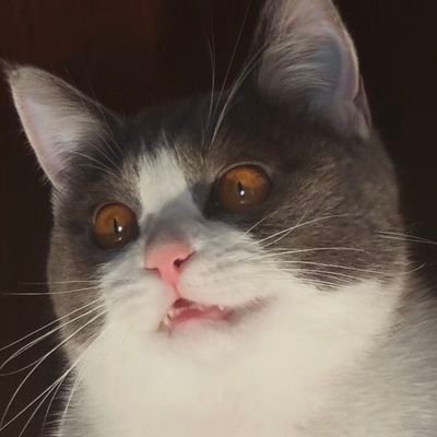 Amadeus_NNN's profile picture
