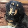 ガイラー's profile picture