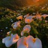Profilbild von WildFlowersXZWYB