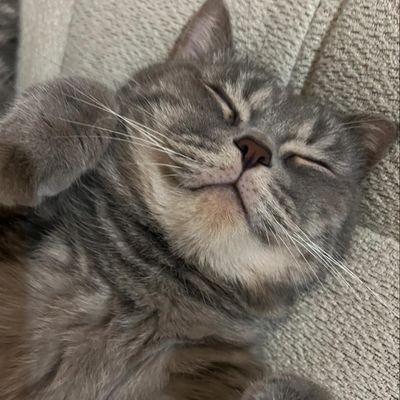 LYSB🌻 ((firstmeow300% 🐱))'s profile picture