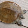 Фото профиля 八王议政