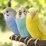 Фото профиля セキセイインコ🌱( ⑅•ᴗ•⑅🌿)クサチャン教