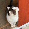 getigART🙎🏻🎨, Masa 🐾🌈 & Pico 🐾😺 profil fotoğrafı