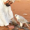 سعود بن سحيم الكعبي's profile picture