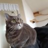 EleNiYan profil fotoğrafı