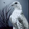 بارود profil fotoğrafı