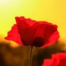 Фото профиля giesse