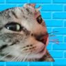yaskoo le chat 🚩🏴's profile picture