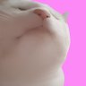 Vibe Cat profil fotoğrafı
