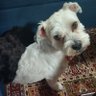 liz t's profile picture