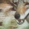 Darwin Rainer's profile picture