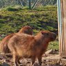 Фото профиля KC Capybara 🇧🇪🇵🇸