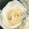 بنت الاصول 🌹🇸🇦🌹🇸🇦 profil fotoğrafı