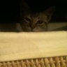 Basket Cat's profile picture