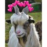 Фото профиля Dr Bakra