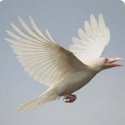 最佳第6人's profile picture