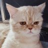 เจเจไม่ลับลู้ profil fotoğrafı