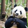 Profilbild von 明天见!