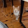 Фото профиля The King of Cats