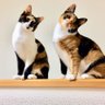 𝕙𝕒𝕣𝕦〚増子のあっちゃん推し〛 profil fotoğrafı