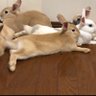 🐰みい🐰 的头像