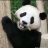 nfnf 的头像