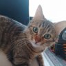 Zeytincii's profile picture