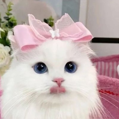 Kitties Videos's profile picture