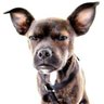 Moderate Mutt's profile picture