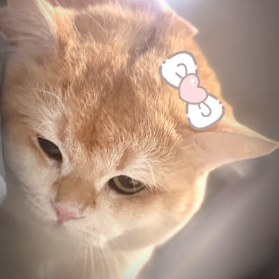 rabbitonthem0on's profile picture